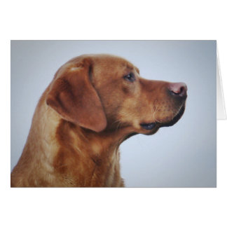 Fox Red Labrador Gundog Hälsningskort