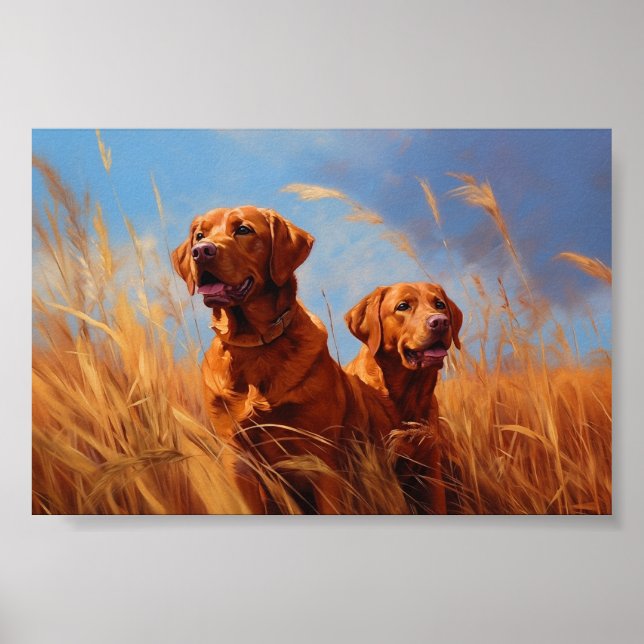 Fox red labrador hämmare poster (Framsidan)