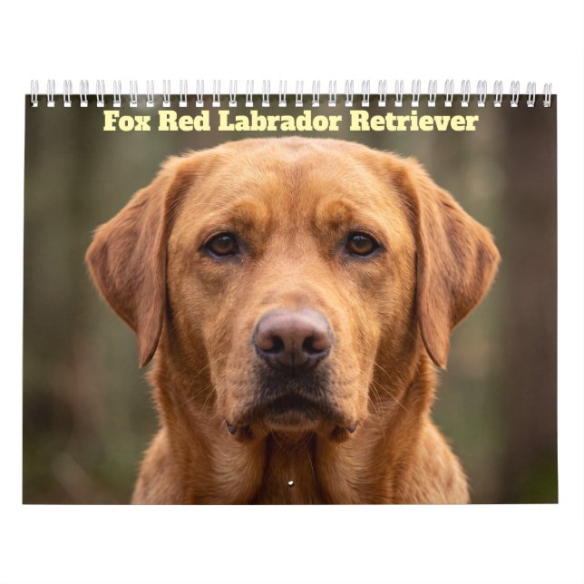 Fox Red Labrador Retriever 2027 Kalender (Omslag)