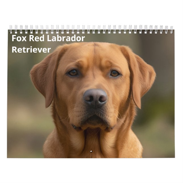 Fox Red Labrador Retriever 2027 Väggkalender Kalender (Omslag)