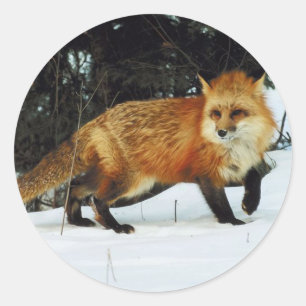 Fox Runt Klistermärke