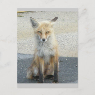 Fox "Scooter" IBSP-vykort Vykort