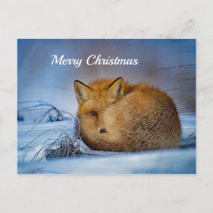 Fox Sleeping Snö Photo jul Vykort