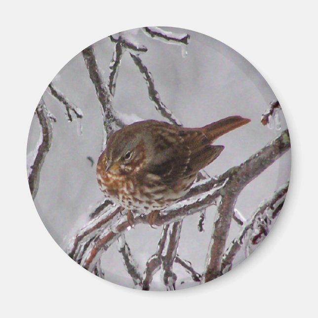 Fox Sparrow Magnet (Framsidan)