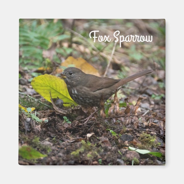 Fox Sparrow Magnet (Framsidan)