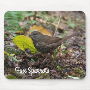 Fox Sparrow Musmatta