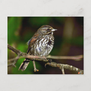 Fox Sparrow Vykort