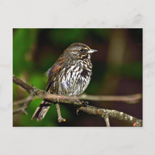 Fox Sparrow Vykort (Framsida)
