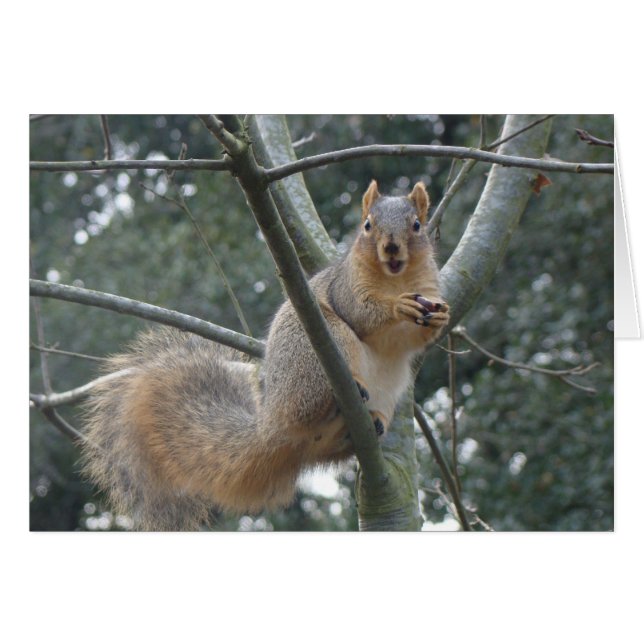 Fox Squirrel Hälsningskort (Framsidan Horizontal)