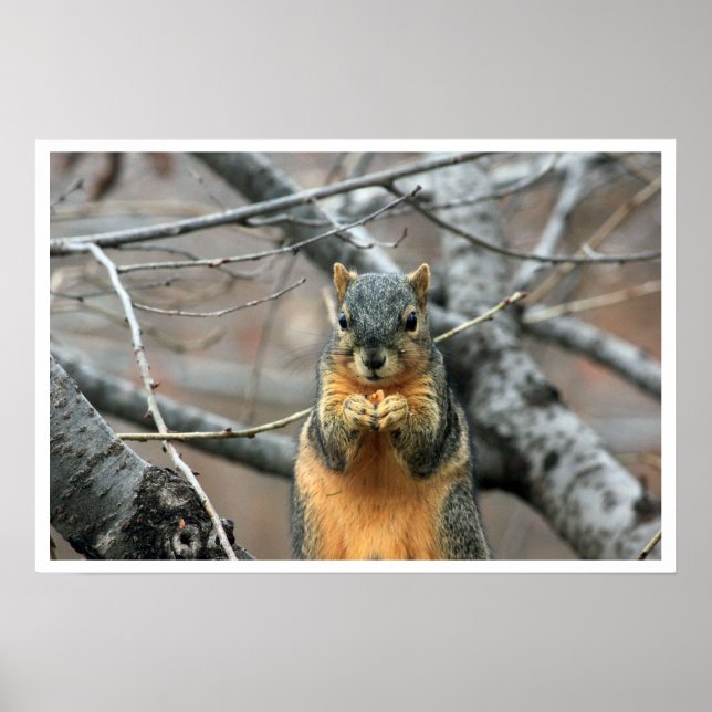 Fox Squirrel i Träd Eating Walnut Poster (Framsidan)