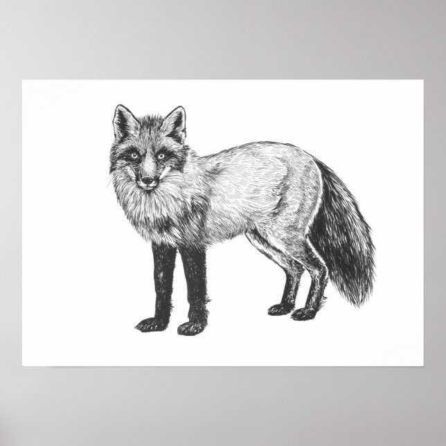 Fox teckning poster (Framsidan)