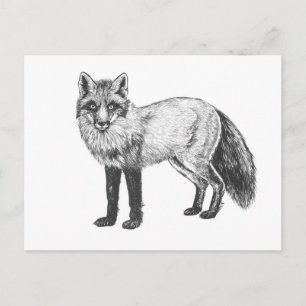 Fox teckning vykort