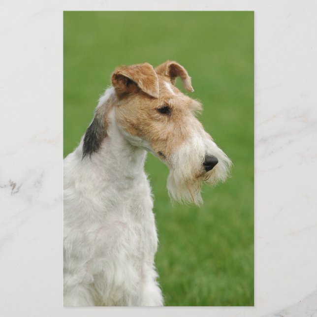 Fox Terrier Brevpapper (Framsida)
