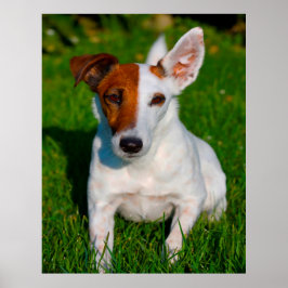 Fox Terrier Hund. Poster