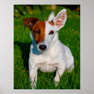 Fox Terrier Hund. Poster