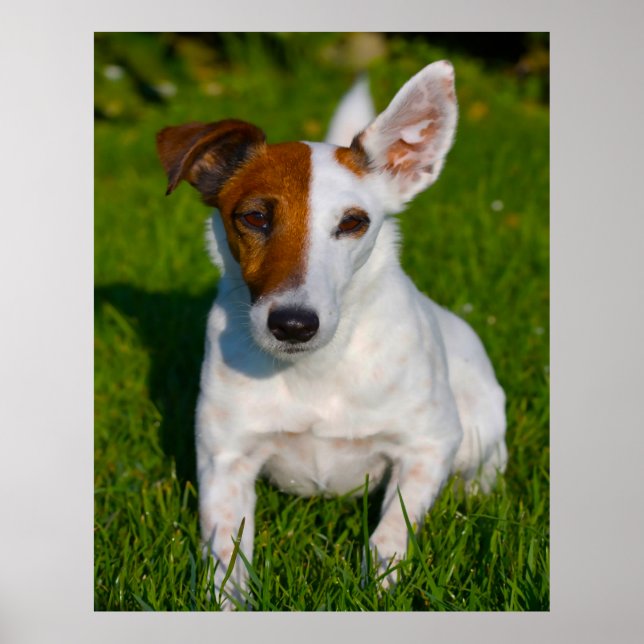 Fox Terrier Hund. Poster (Framsidan)