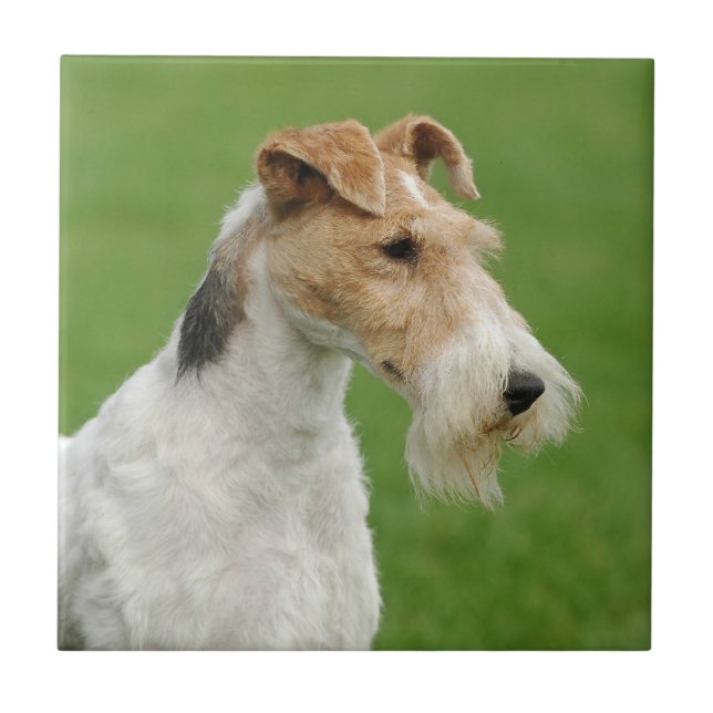 Fox Terrier Kakelplatta (Framsidan)