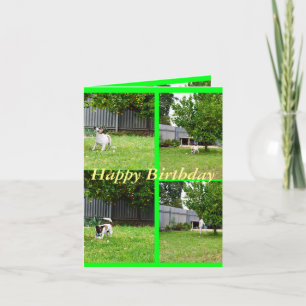 Fox Terrier, Photo Collage, Small Birthday Card Kort