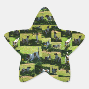 Fox Terrier Photo Collage Stjärnformat Klistermärke