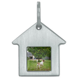 Fox Terrier Playtime Namnbricka Husdjur