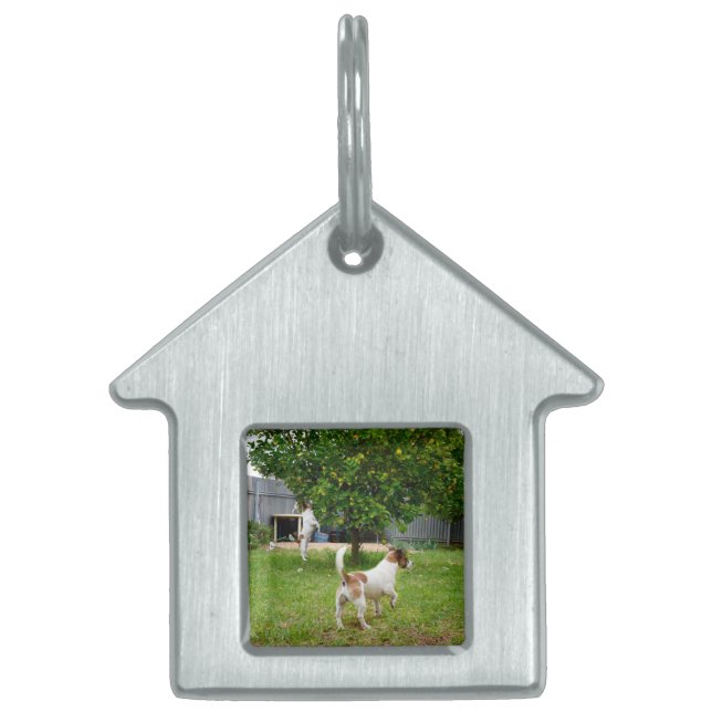 Fox Terrier Playtime Namnbricka Husdjur (Framsidan)