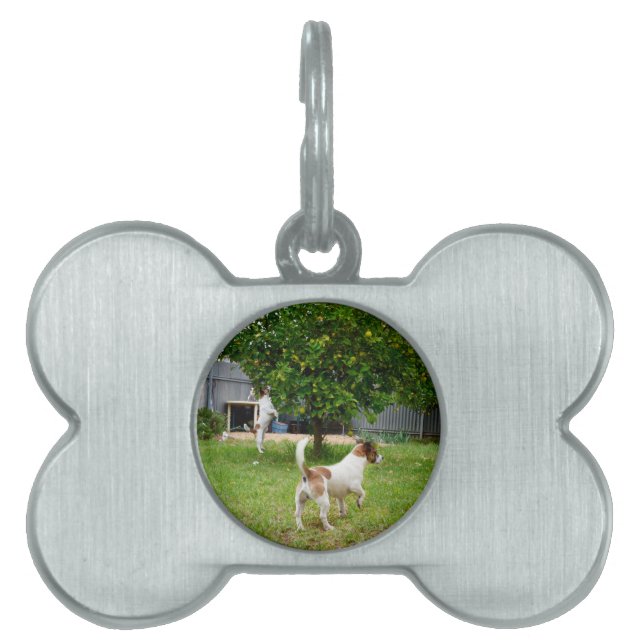 Fox Terrier Playtime Namnbricka Husdjur (Framsidan)