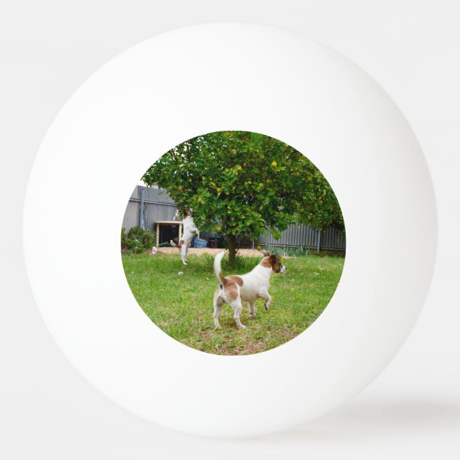 Fox Terrier som kommer till A Träd. Pingisboll (Framsidan)
