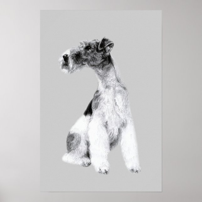Fox Terrier Teckning Poster (Framsidan)