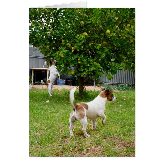 Fox Terriers Play Time Hälsningskort (Framsidan)