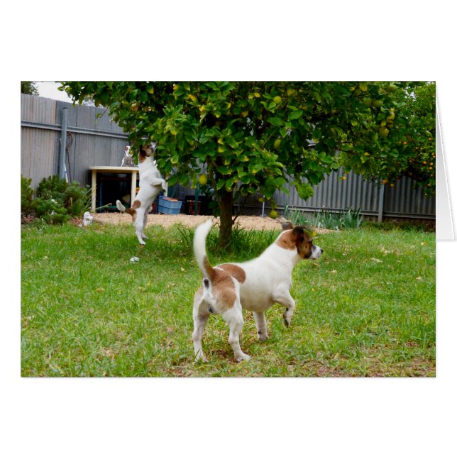 Fox Terriers Play Time OBS Kort (Framsidan Horizontal)