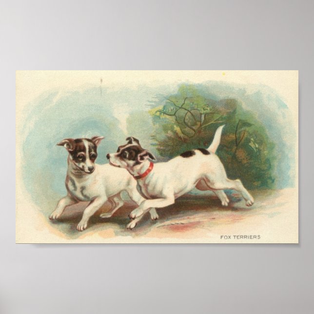 Fox Terriers Poster (Framsidan)