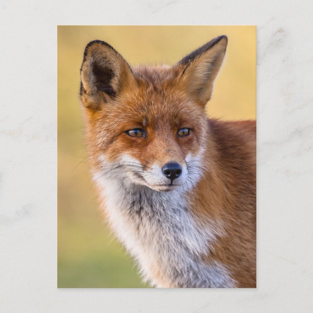 Fox Tittar bort Vykort (Framsida)