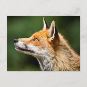 Fox Tittar upp Vykort