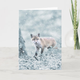 Fox Unge i Snö Kort