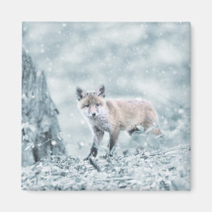 Fox Unge i Snö Magnet