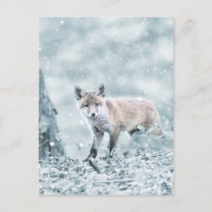 Fox Unge i Snö Vykort