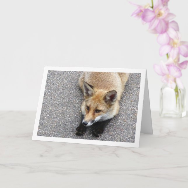 Fox Unge Lutning på gatan Porträtt Kort (Orkide)