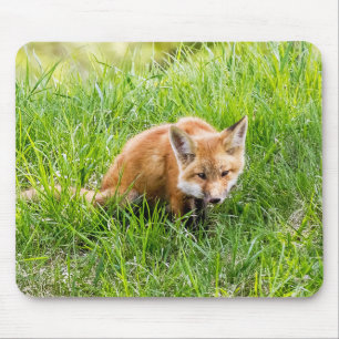 Fox Unge Musmatta