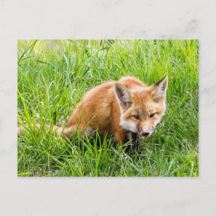 Fox Unge Vykort