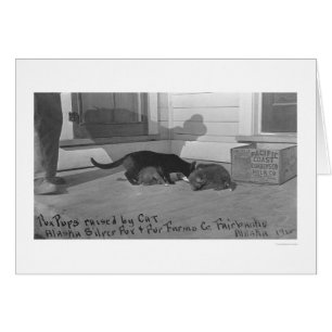 Fox-Valper upphöjda med katt 1915 Hälsningskort