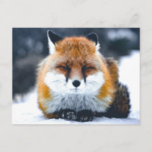 Fox Vilda djur-foto Vykort