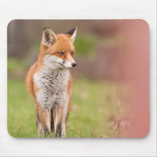 Fox Vixen-Musmatta Musmatta