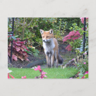 Fox Vykort