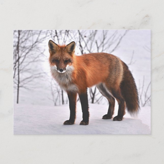 Fox Vykort (Framsida)