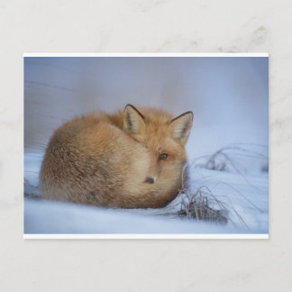 Fox-vykort Vykort