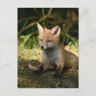 Fox Wildlife Vilda djur Vykort
