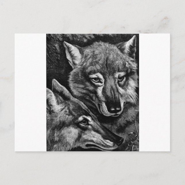 Foxar / Varger / Coyotes ? Vykort (Framsida)