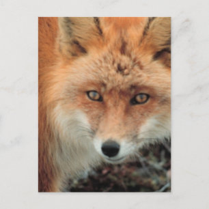 Foxarter vykort
