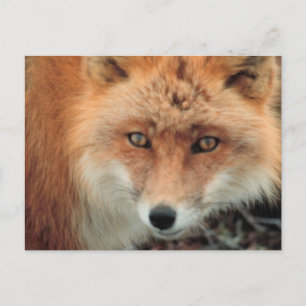 Foxarter vykort