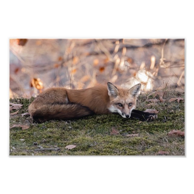 Foxåterställning vid förlust fototryck (Framsidan)